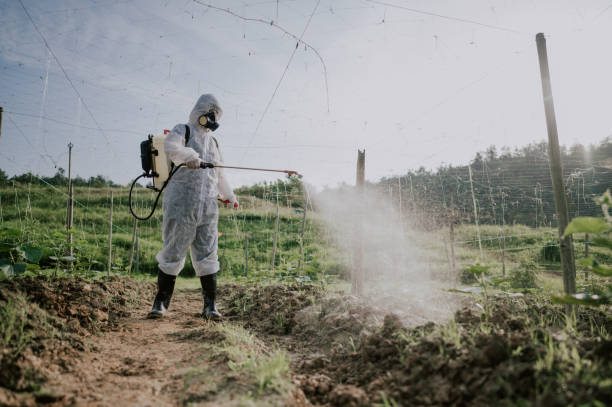 Best Best Pest Control Companies  in Kurtistown, HI