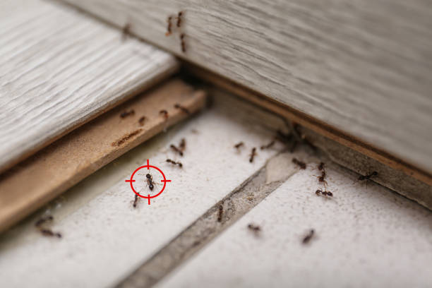 Best Emergency Pest Control  in Kurtistown, HI