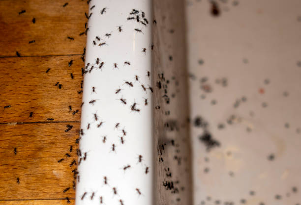 Best Spider Control Near Me  in Kurtistown, HI